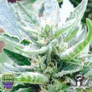 GrandDaddy Purple Seeds Bay Berry